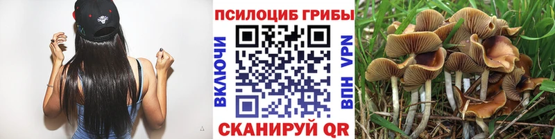 blacksprut как войти Гусев Псилоцибиновые грибы MAGIC MUSHROOMS купить