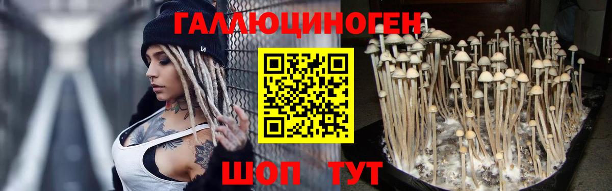 Галлюциногенные грибы прущие грибы  Вход с VPN  Гусев 
